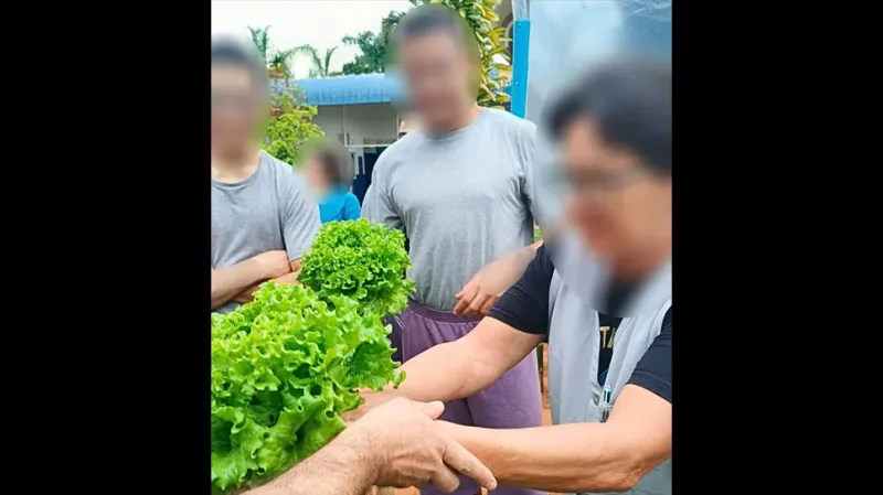 Ao todo, foram produzidos 100 pés da hortaliça, que serão utilizados na alimentação diária e doados para familiares.