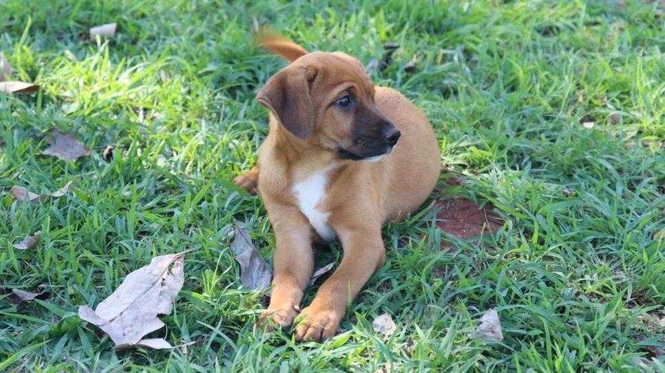 Centro de Controle de Zoonoses promove campanha de saúde para animais domésticos nesta quarta-feira