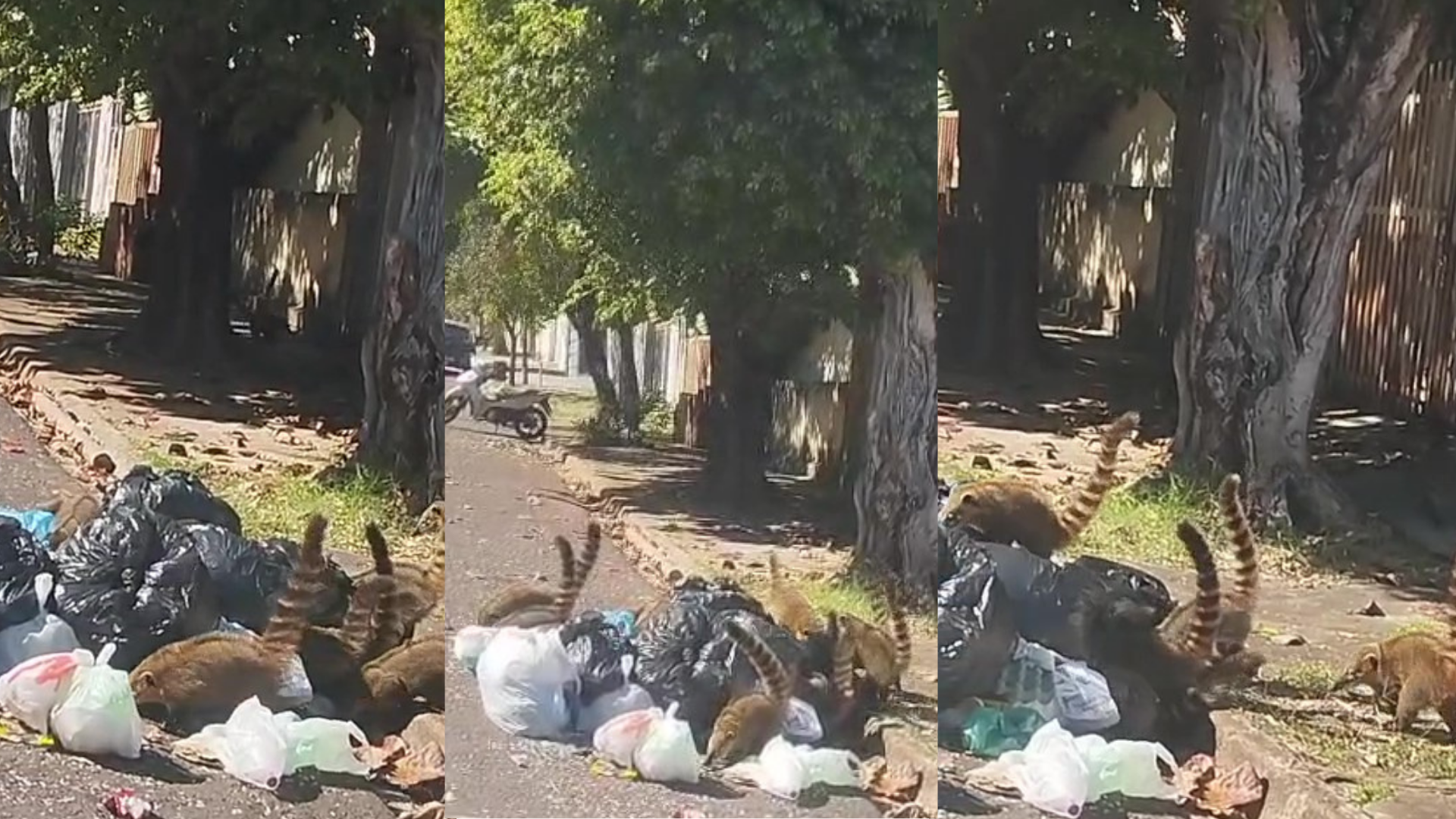 Biólogo alerta que animais podem transmitir doenças como a raiva.