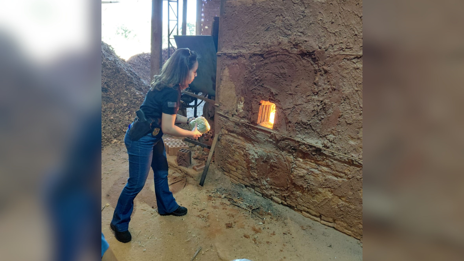 Material destruído era composto por cannabis sativa.