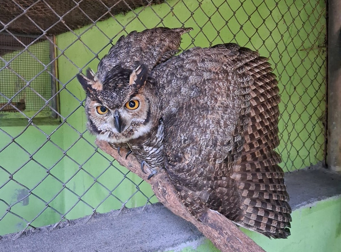 Corujão-orelhudo resgatado é encaminhado ao Zoológico da Cidade da Criança